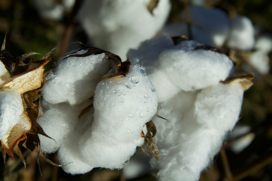 Gros plan de gouttes de rosée sur des capsules de coton blanc