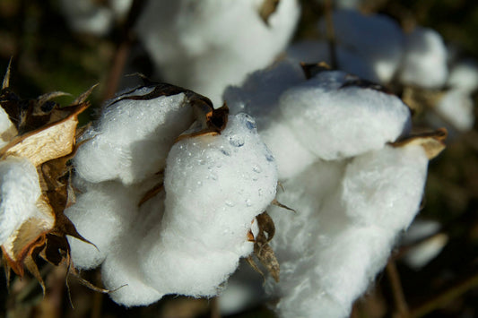Gros plan de gouttes de rosée sur des capsules de coton blanc